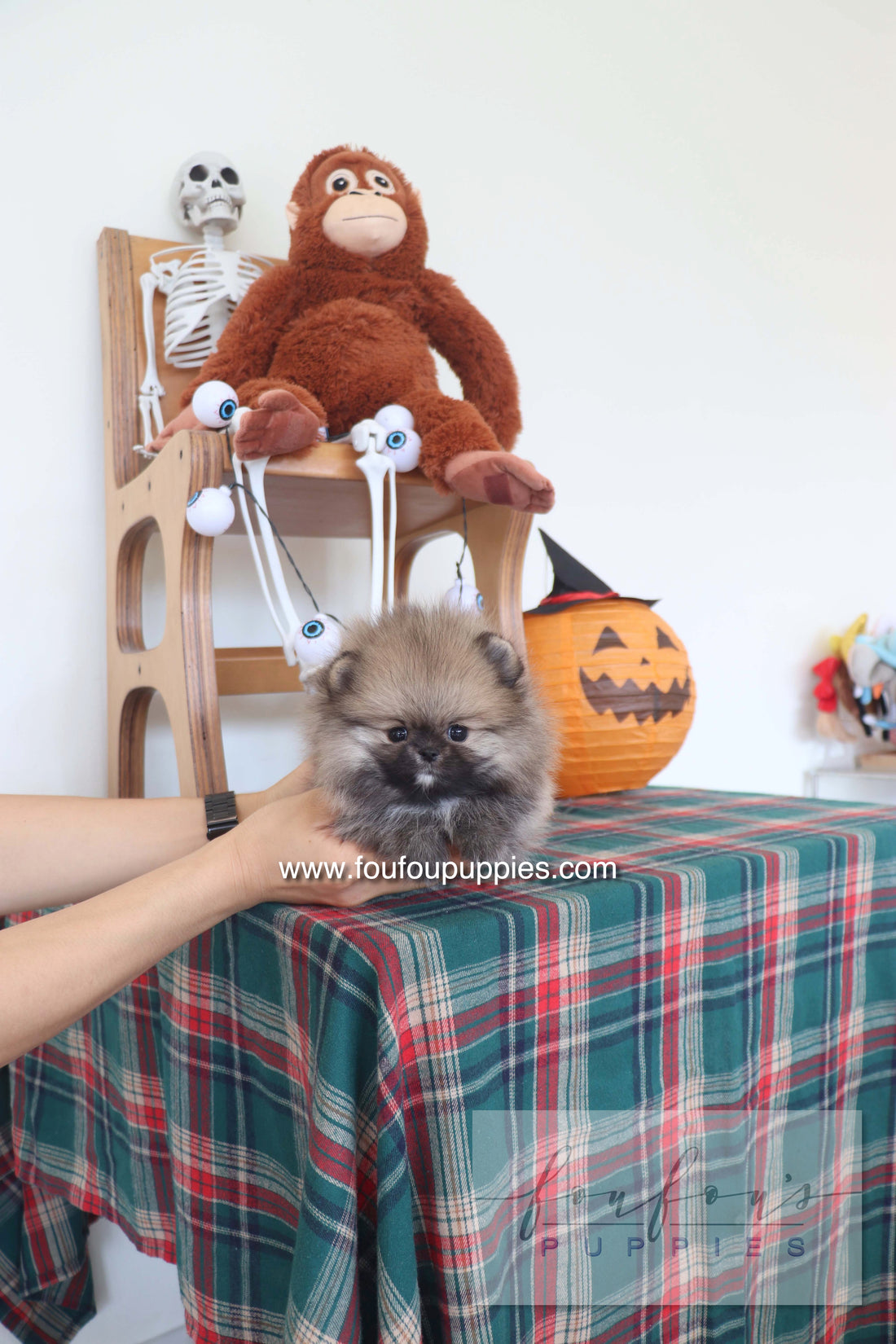 Honey Dior - Pomeranian F.