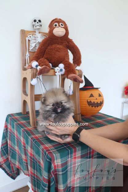 Honey Dior - Pomeranian F.