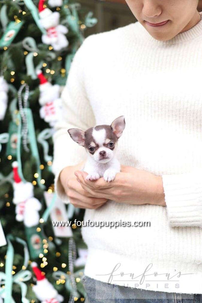 A small Chihuahua puppy with brown and white fur is being held in the arms of a person wearing a white knit sweater, with a decorated Christmas tree in the background.