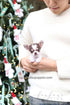 A small Chihuahua puppy with brown and white fur is being held in the arms of a person wearing a white knit sweater, with a decorated Christmas tree in the background.