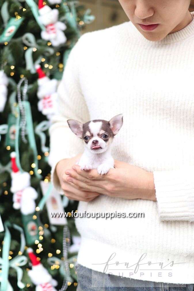 Cacao - Chihuahua F.
