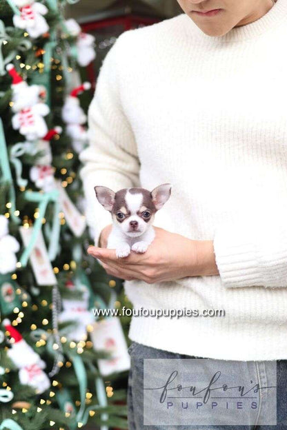 Cacao - Chihuahua F.
