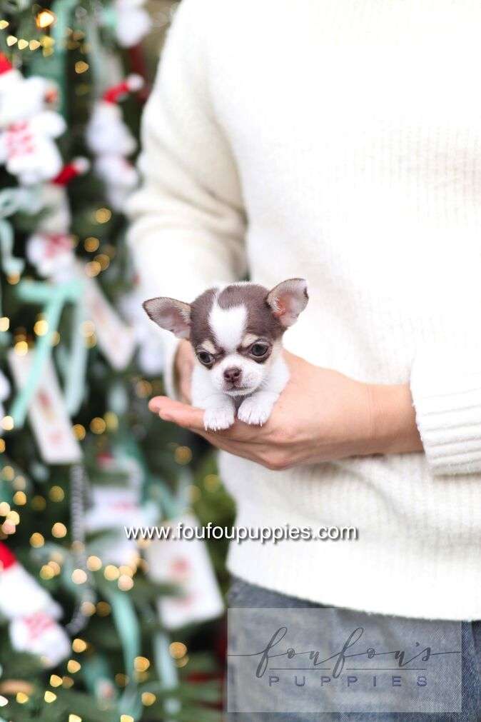 Cacao - Chihuahua F.