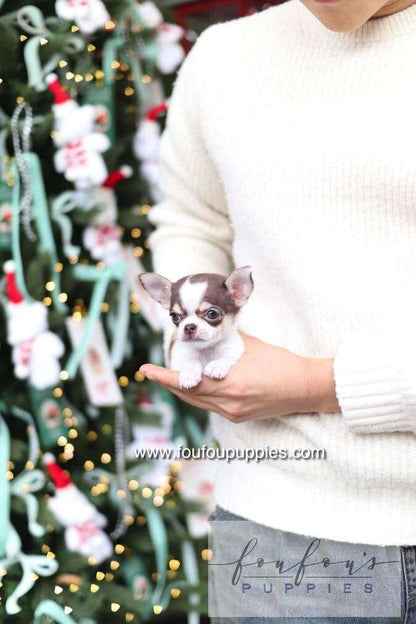 Cacao - Chihuahua F.