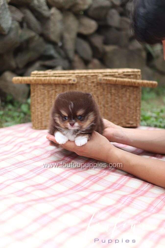 A small fluffy brown and white puppy is being held gently in human hands, with a wicker basket and a pink-and-white check blanket in the background.