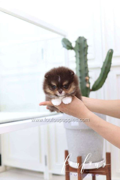 Cake - Pomeranian M.