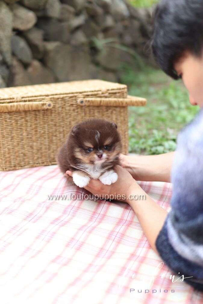 Cake - Pomeranian M.