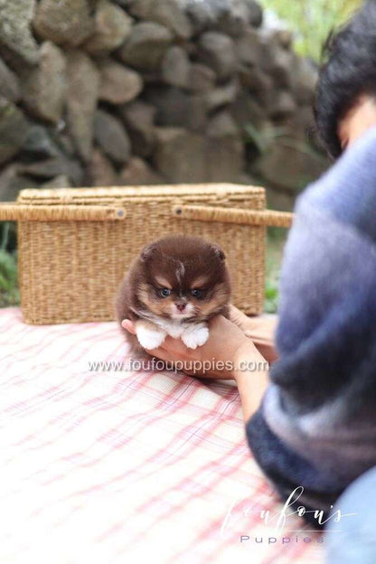Cake - Pomeranian M.