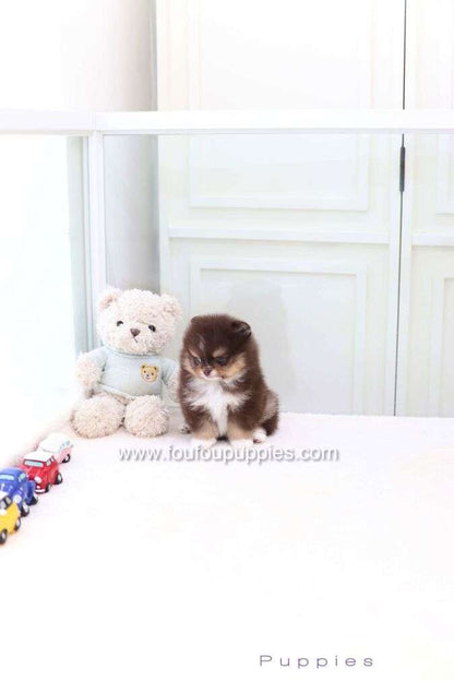 Cake - Pomeranian M.