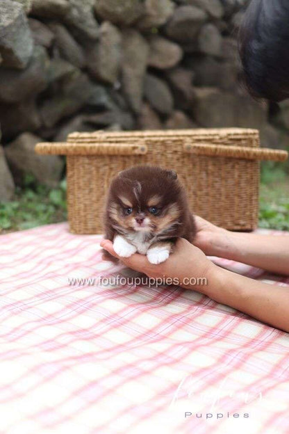 Cake - Pomeranian M.
