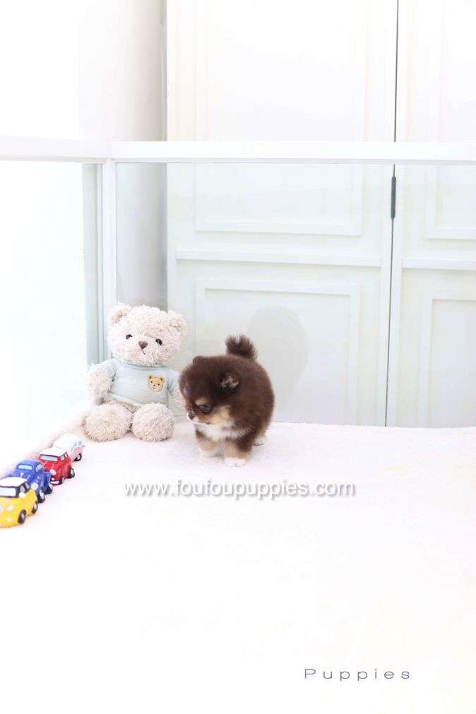 Cake - Pomeranian M.