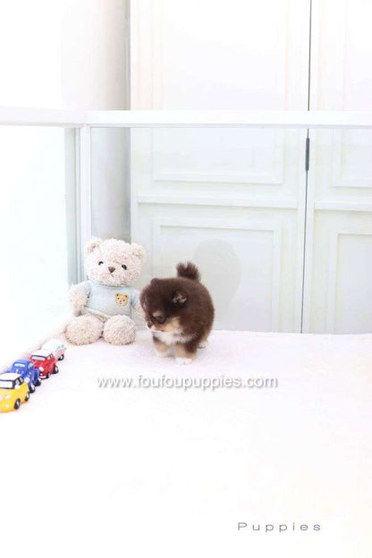Cake - Pomeranian M.
