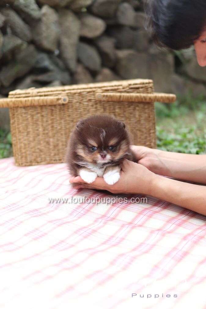 Cake - Pomeranian M.