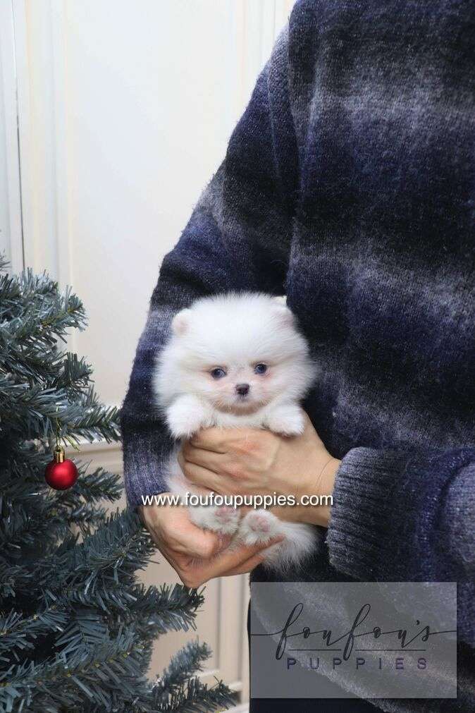 A small fluffy white puppy is being held in the arms of a person wearing a dark navy and gray striped sweater, with a Christmas tree visible on the left side of the background.