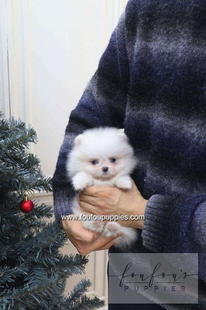 A small fluffy white puppy is being held in the arms of a person wearing a dark navy and gray striped sweater, with a Christmas tree visible on the left side of the background.