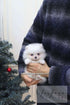 A small fluffy white puppy is being held in the arms of a person wearing a dark navy and gray striped sweater, with a Christmas tree visible on the left side of the background.
