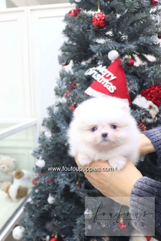 Capri - Pomeranian F.