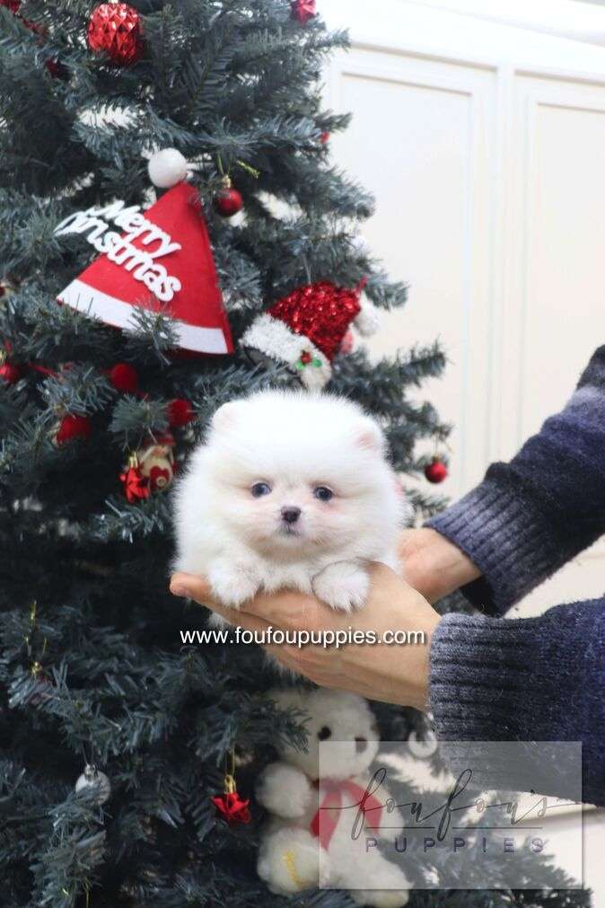 Capri - Pomeranian F.
