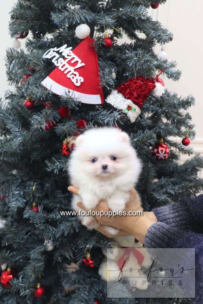 Capri - Pomeranian F.