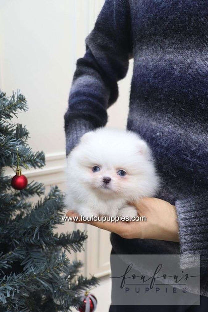 Capri - Pomeranian F.