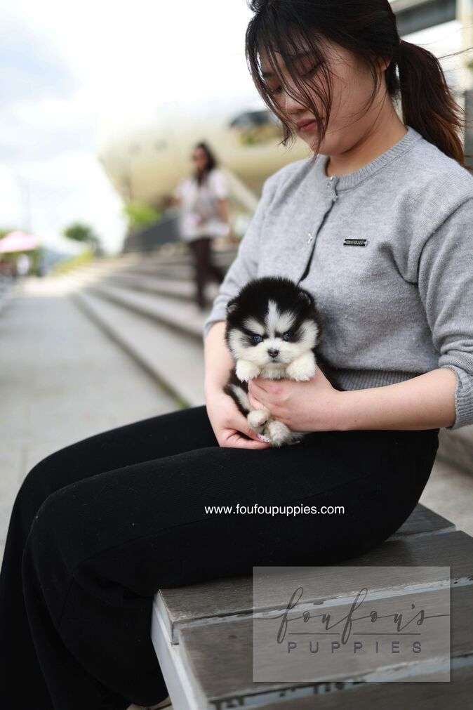 Capri - Pomsky F.