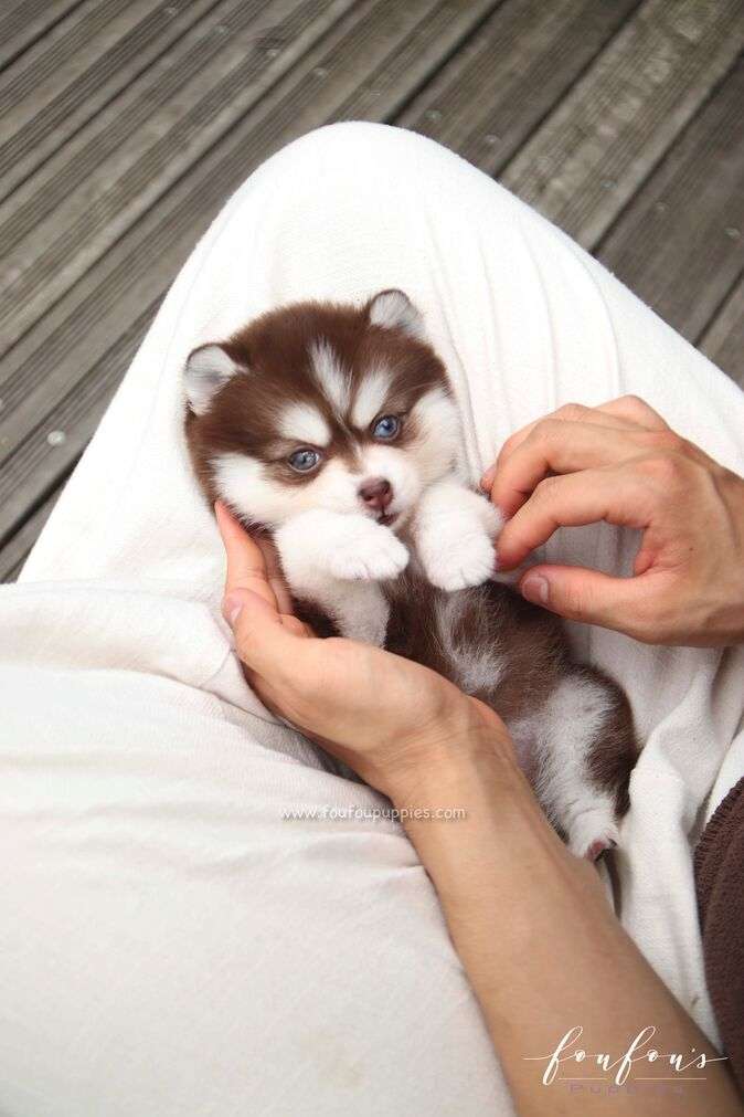 A fluffy brown and white puppy with blue eyes is being held gently in a person&