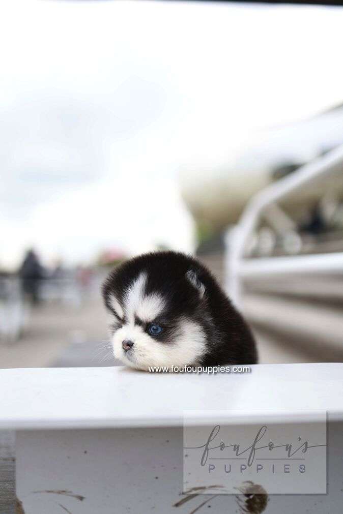Capri - Pomsky F.