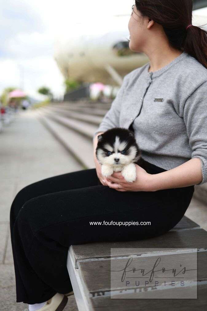 Person holding a small black and white puppy outdoors with a blurred background