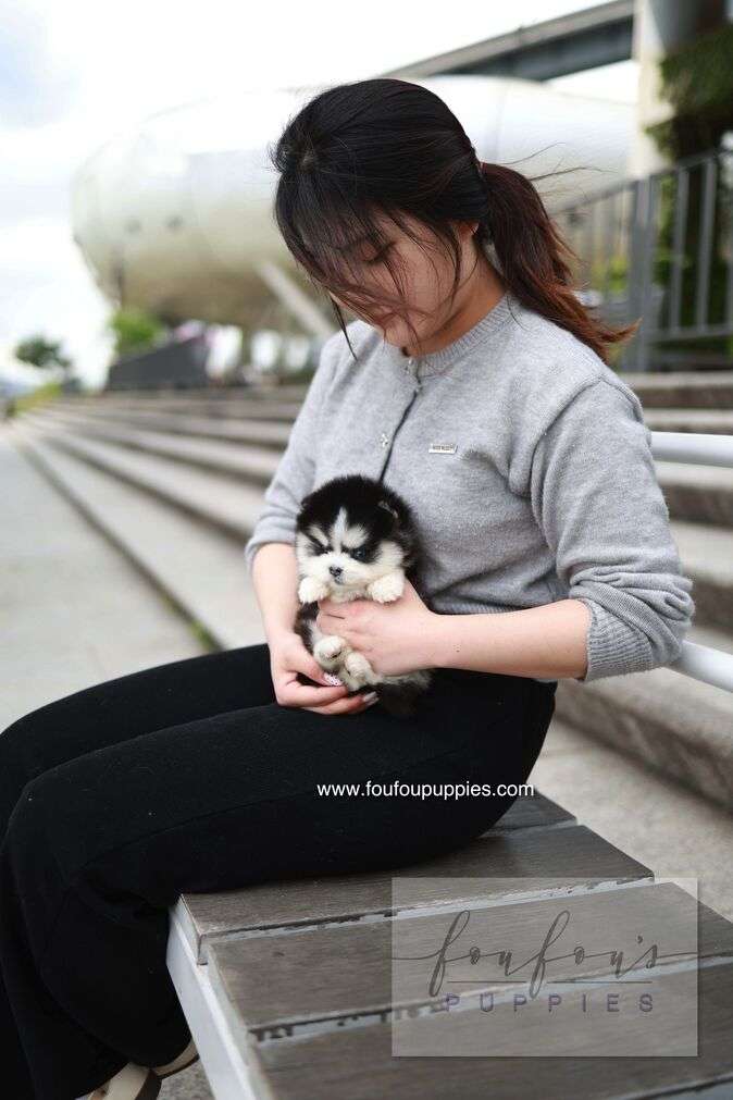 Capri - Pomsky F.