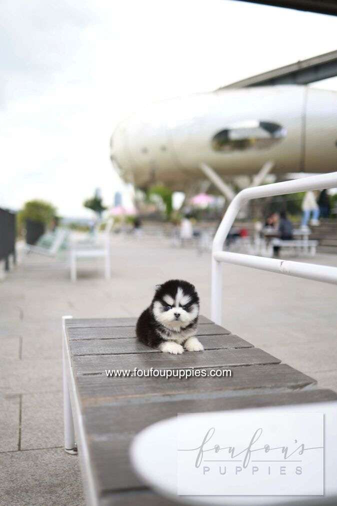 Capri - Pomsky F.