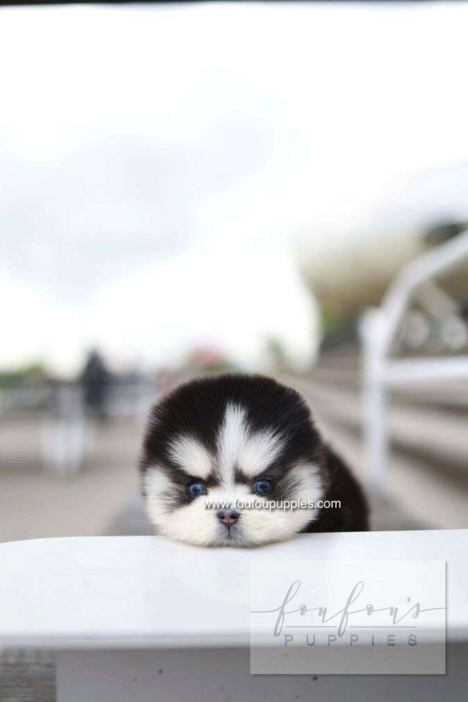 Capri - Pomsky F.