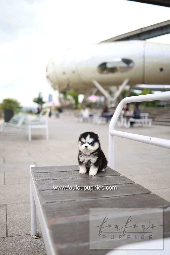 Capri - Pomsky F.