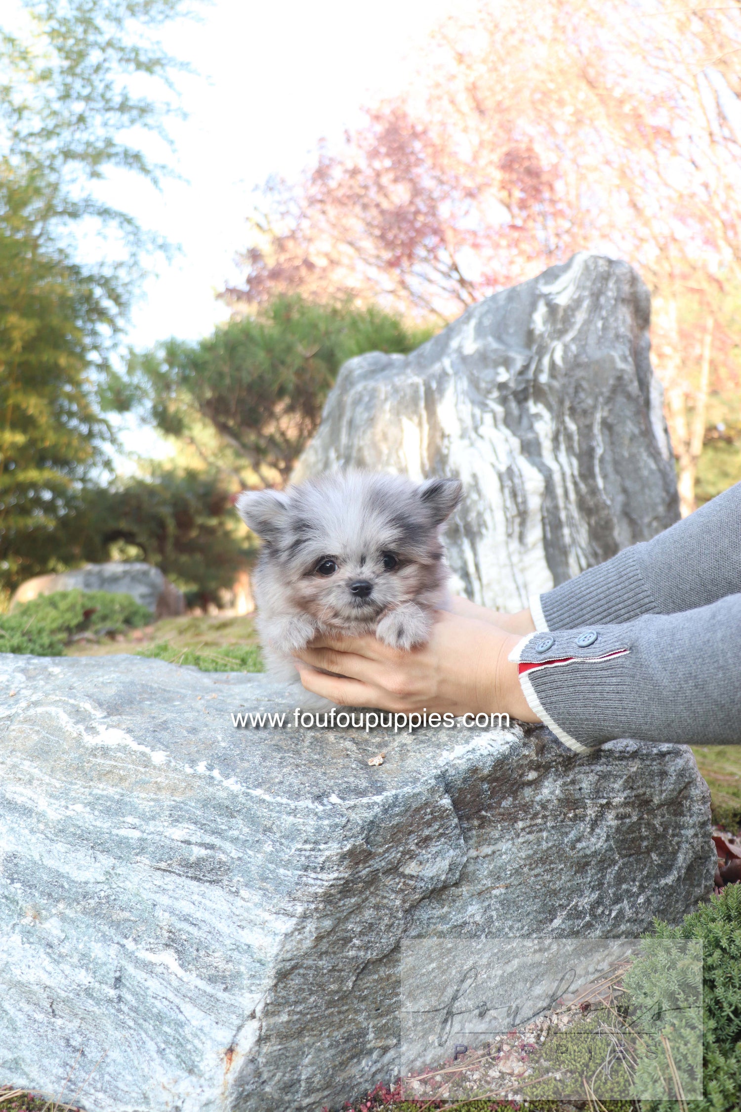 Céline - Maltipom F.