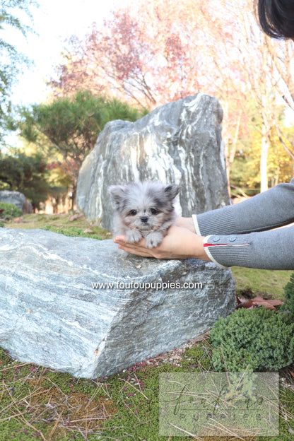 Céline - Maltipom F.