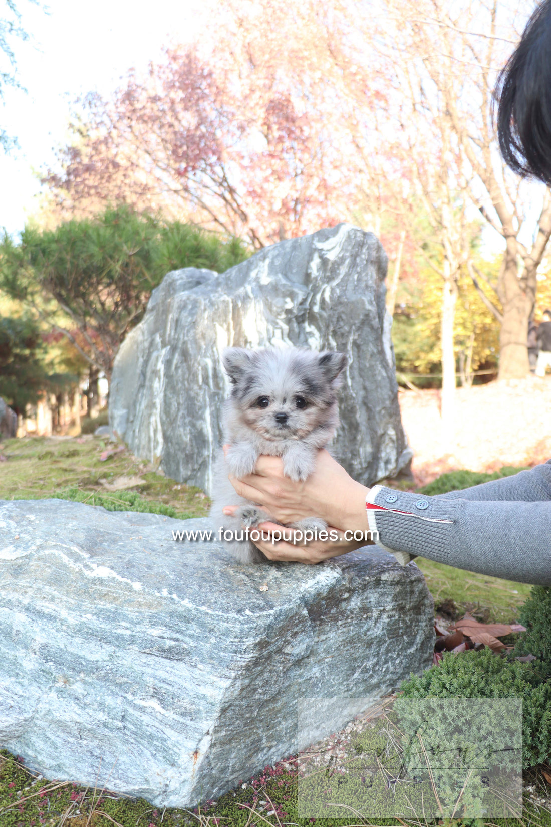 Céline - Maltipom F.