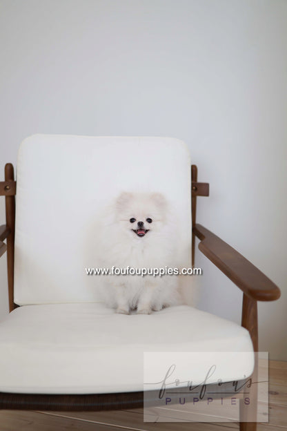 Sweetie - Pomeranian F.