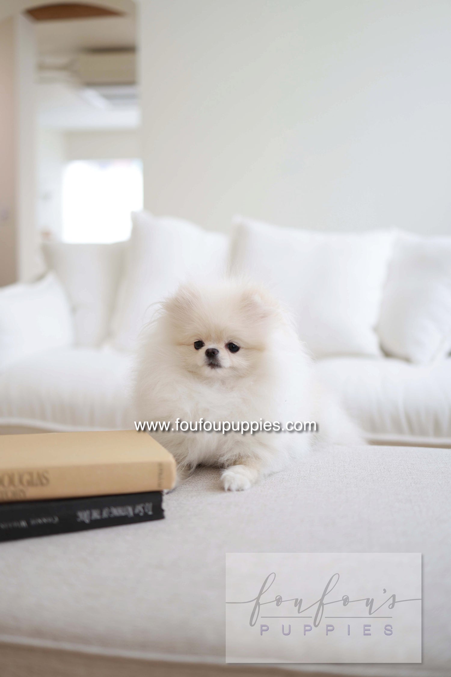 Sweetie - Pomeranian F.