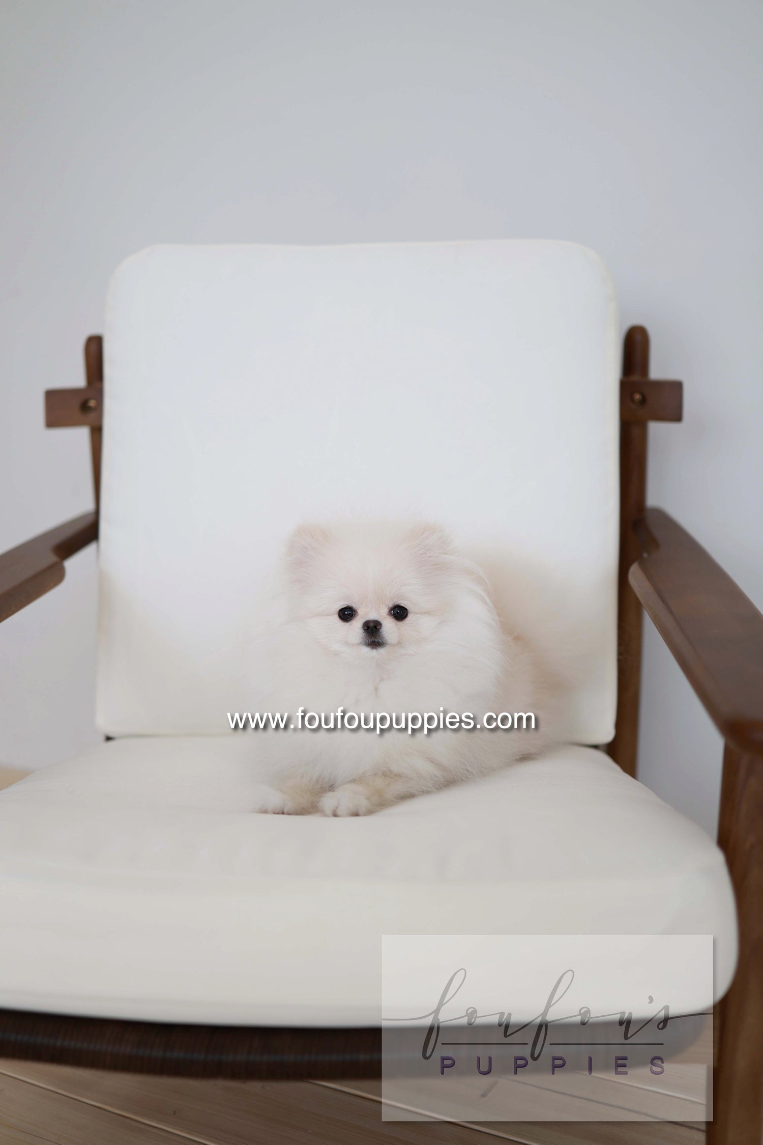 Sweetie - Pomeranian F.