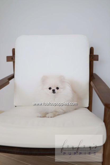 Sweetie - Pomeranian F.