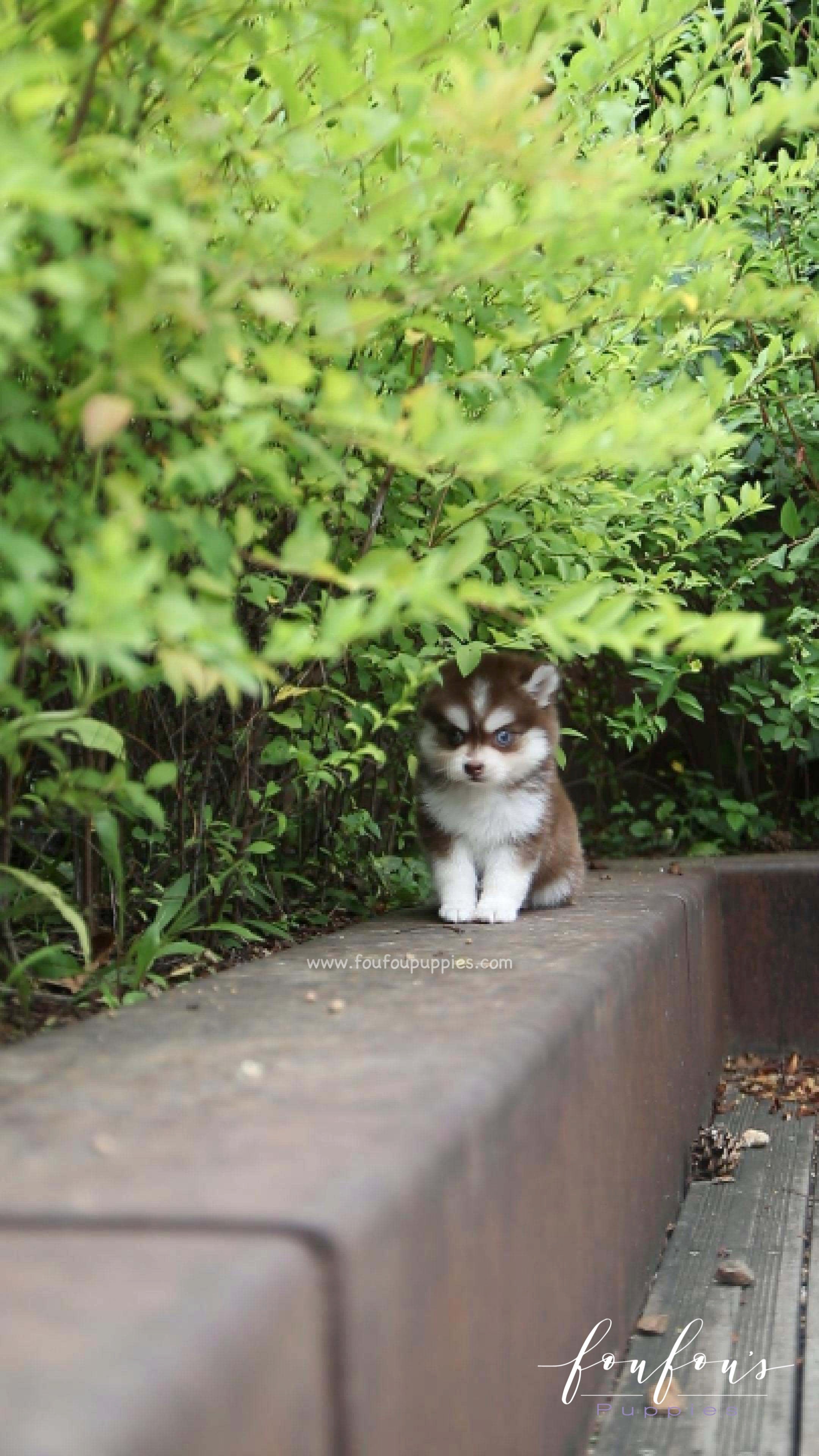 Capri - Pomsky F.