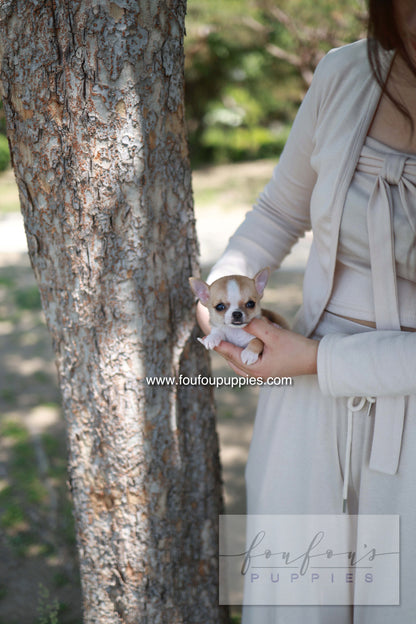 Zazou - Chihuahua M.