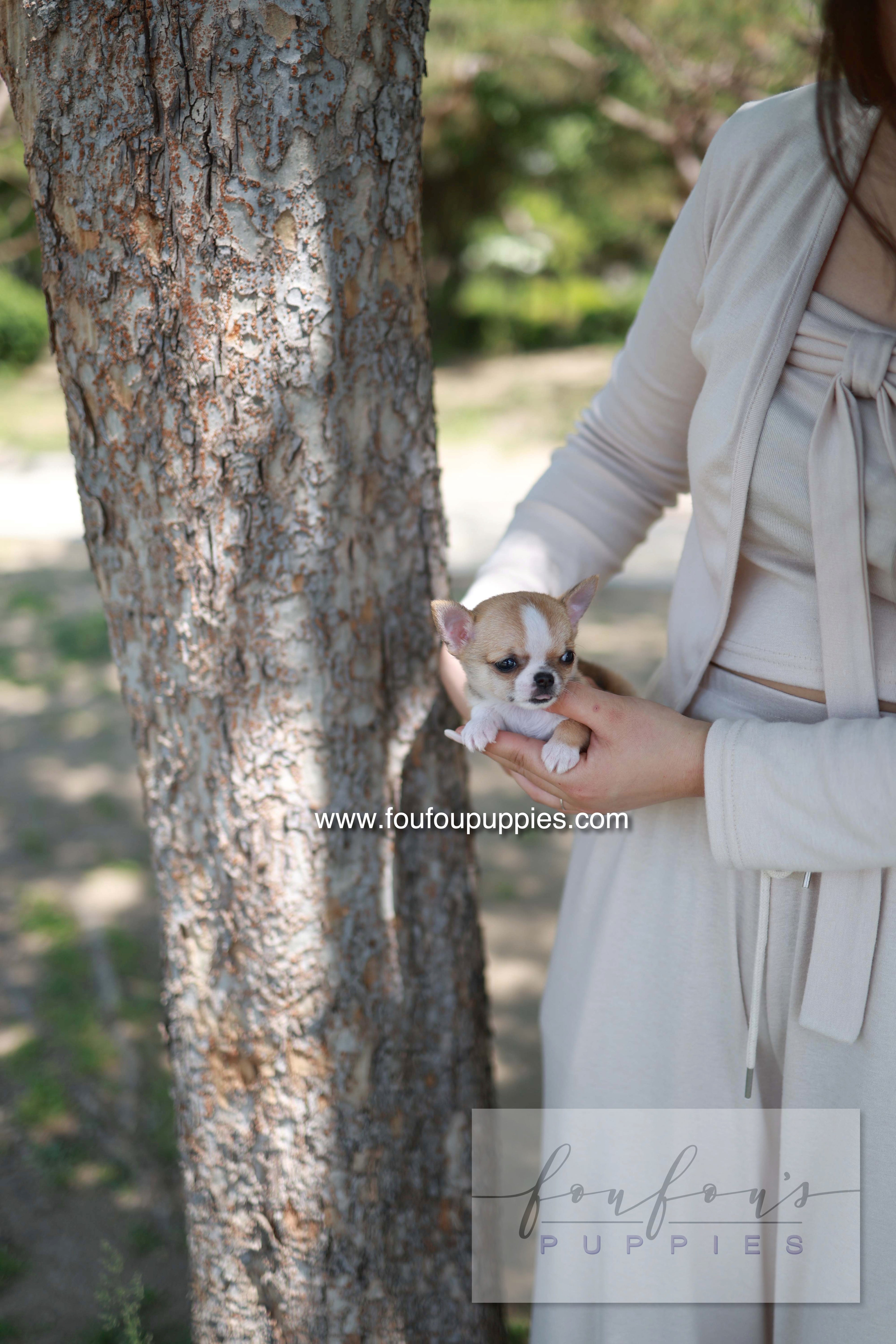 Zazou - Chihuahua M.
