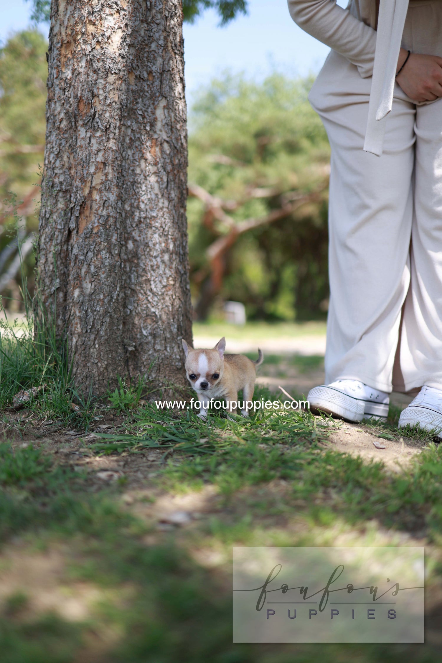 Zazou - Chihuahua M.