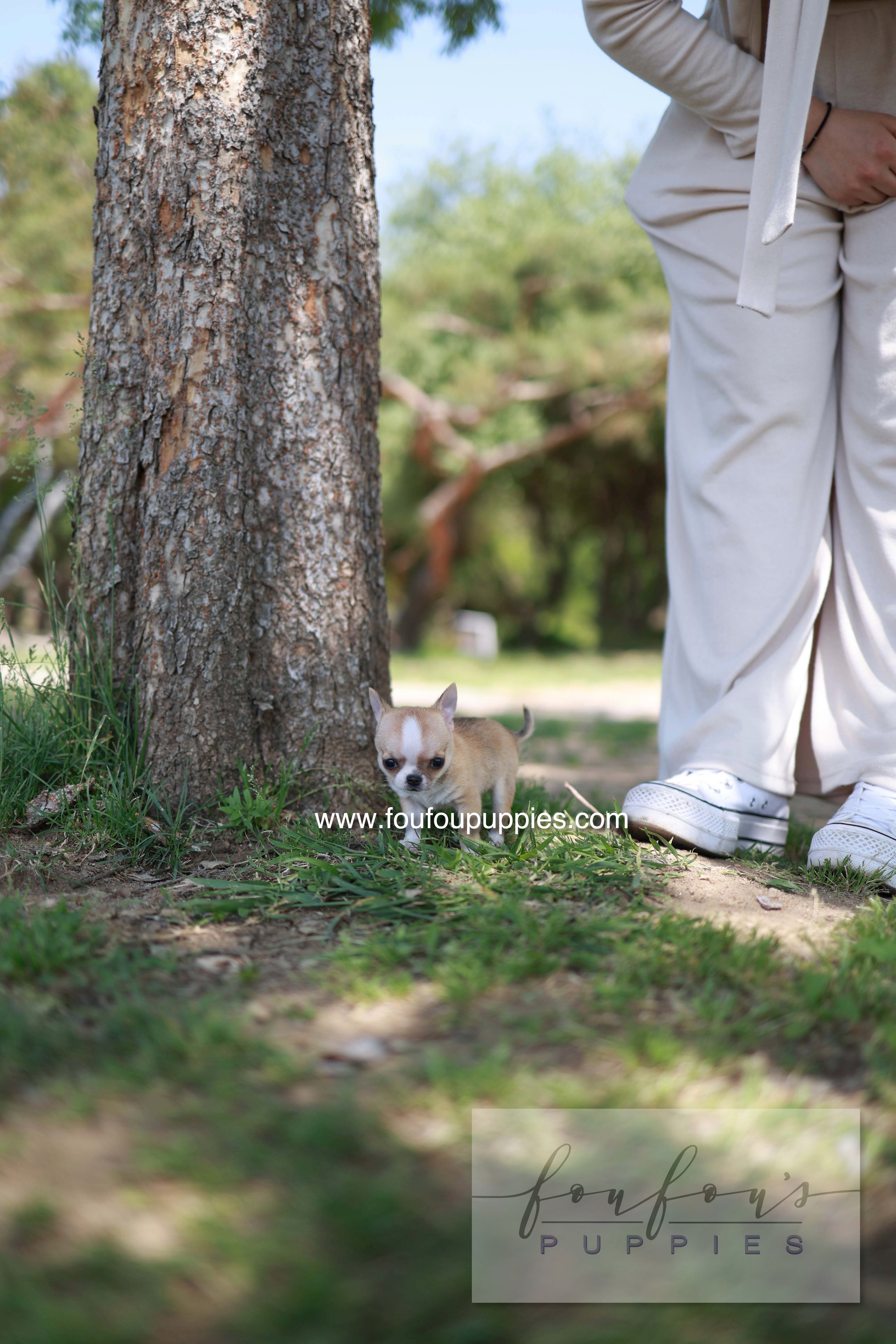 Zazou - Chihuahua M.