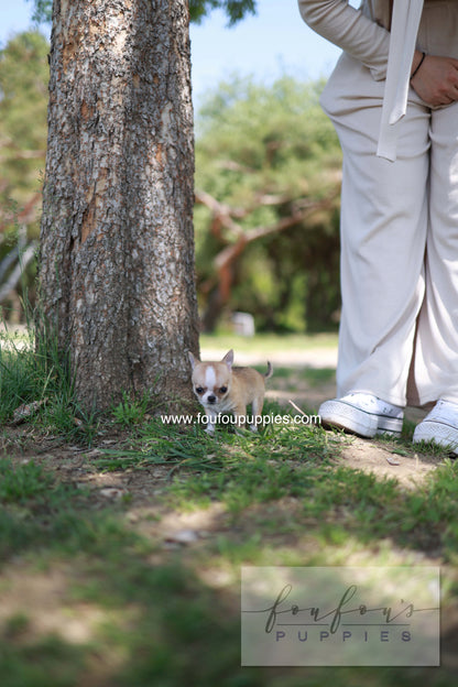 Zazou - Chihuahua M.