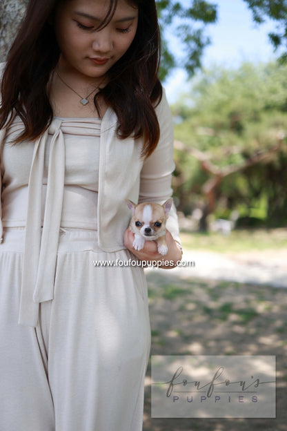 Zazou - Chihuahua M.