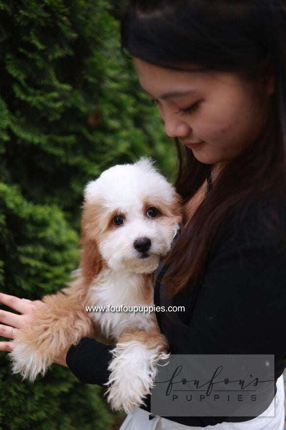 Barney - Golden Doodle M.