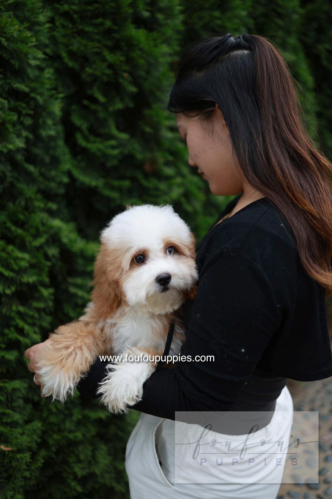 Barney - Golden Doodle M.