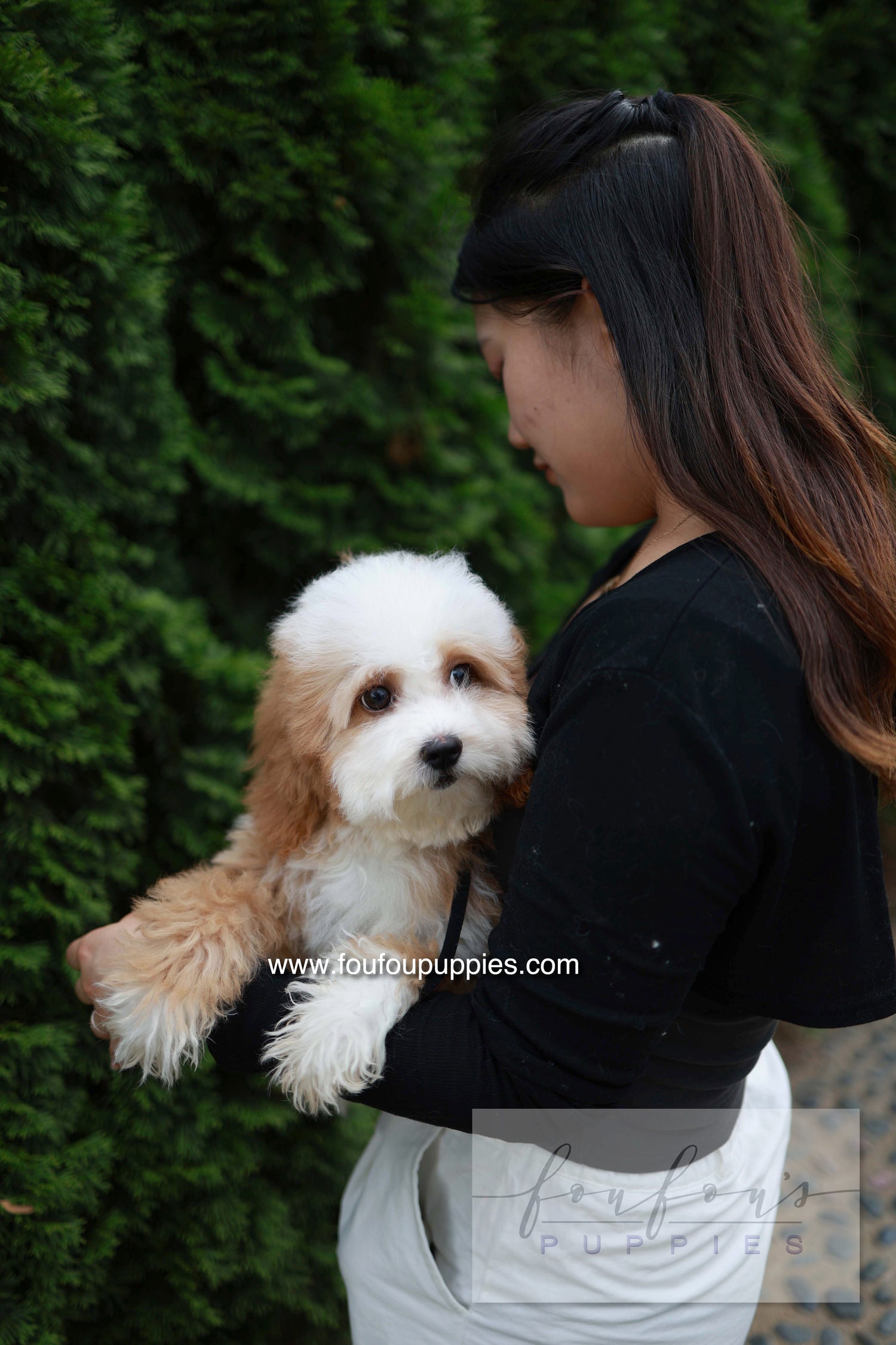 Barney - Golden Doodle M.