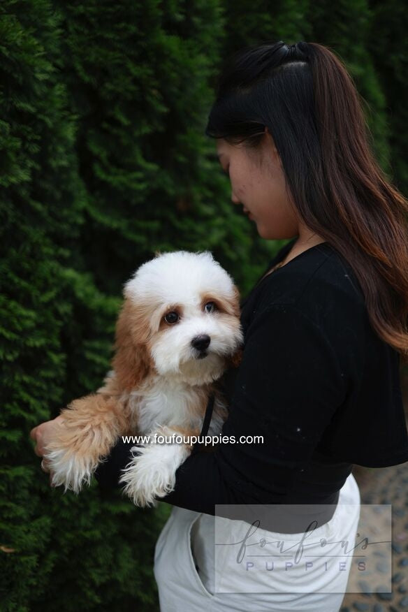 Barney - Golden Doodle M.